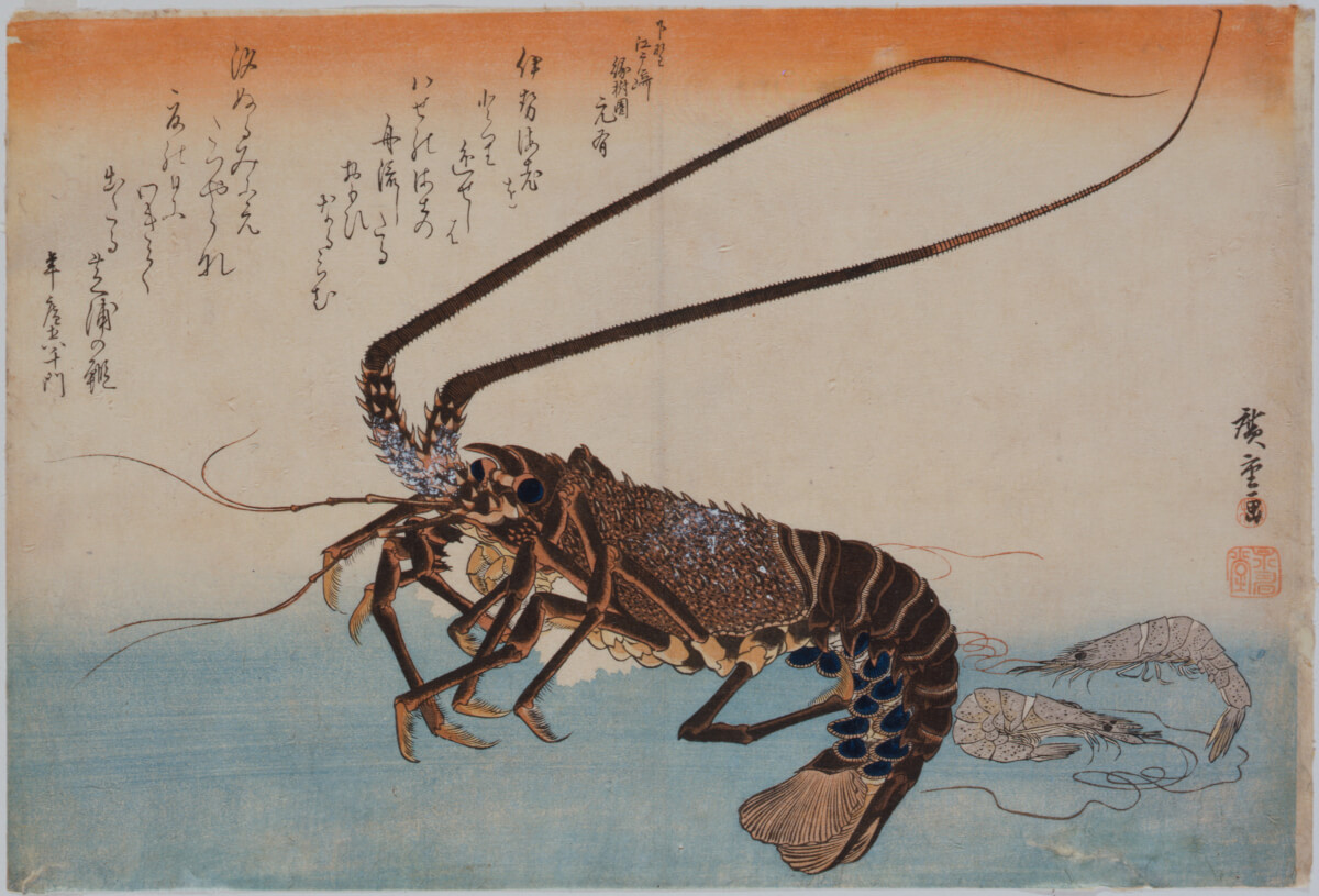 広重の伊勢海老。存在感が圧倒的でこれぞ高級食材といった出で立ち。